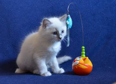 ragdoll kitten at 6 wks old
